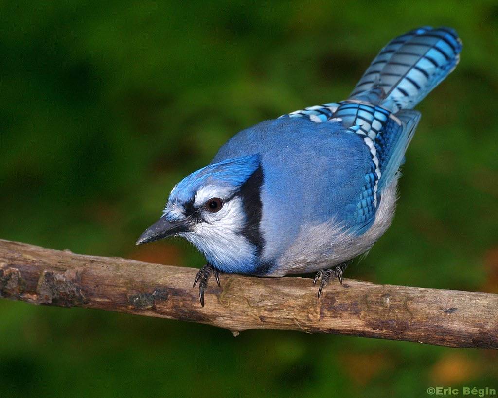 Blue jay / Geai bleu by Eric Bégin is licensed under CC BY-NC-ND 2.0